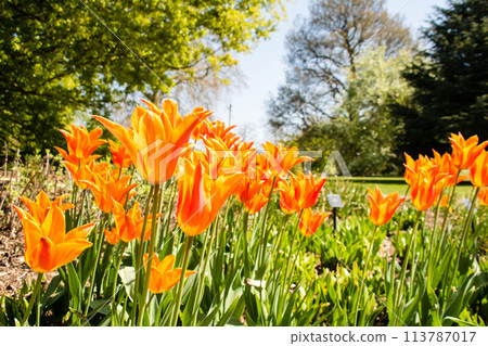 A tulip with pointed petals and a gradient orange color at Kew Gardens on the outskirts of London 113787017