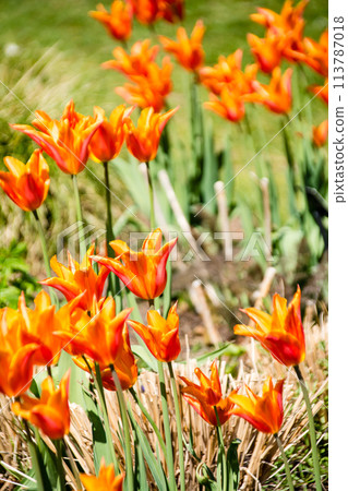 A tulip with pointed petals and a gradient orange color at Kew Gardens on the outskirts of London 113787018