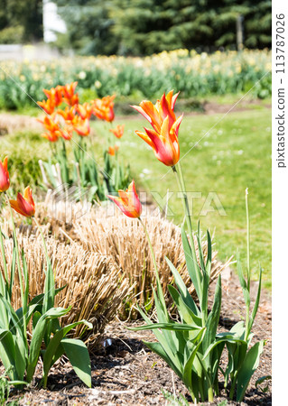 倫敦郊區邱園的橙色鬱金香，花瓣尖，層次分明 113787026
