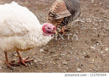 Turkeys on a farm walking in paddock. Flock of Turkeys in paddock on farm. 113787044