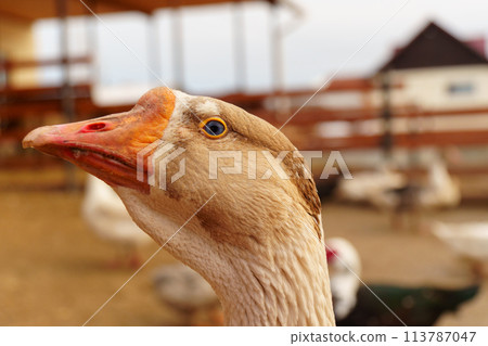 Goose with a speckled head and an orange beak peeks inquisitively through the slats of a wooden fence on a cloudy day at a farm. Goose with a speckled head and an orange beak peeks inquisitively through the slats of a wooden fence on a cloudy day at a farm. 113787047