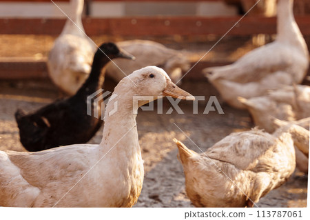 Ducks are standing on farm, their feathers blending with the earth as they explore the ground with their beaks. Ducks are standing on farm, their feathers blending with the earth as they explore the ground with their beaks. 113787061