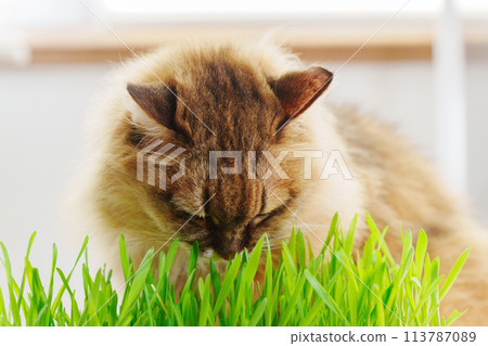 Cat eat fresh Grass Indoors, possibly as a way to aid its digestion. Selective focus 113787089