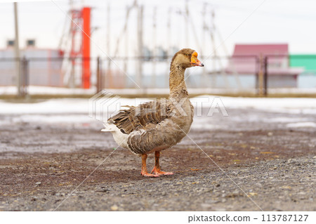 Goose ambles through a farm enclosure, basking in the gentle warmth of the morning sun. Goose ambles through a farm enclosure, basking in the gentle warmth of the morning sun. 113787127