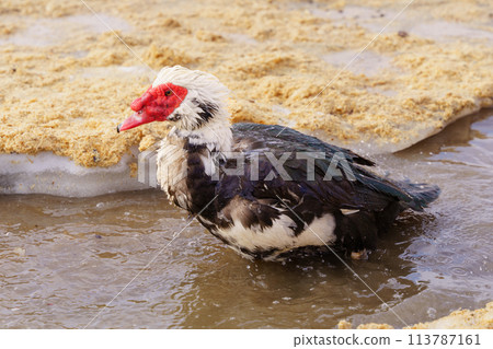 Musky black and white duck on a farm, showcasing its unique coloring in a rural setting. 113787161