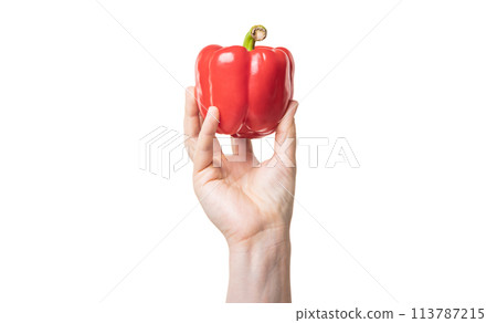 red sweet pepper vegetable in hand isolated on white background red sweet pepper vegetable in hand isolated on white background 113787215