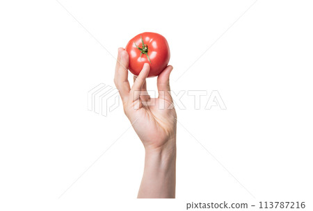 tomato vegetable in hand isolated on white background tomato vegetable in hand isolated on white background 113787216