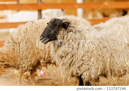 Sheep is standing proudly on a vast dry grass field in a farm setting Sheep is standing proudly on a vast dry grass field in a farm setting 113787246