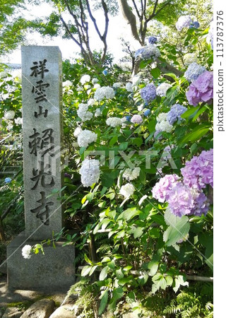 下地寺的繡球花 113787376