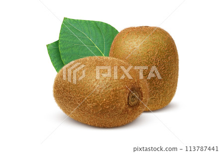 Kiwi fruit illustration realistic 113787441