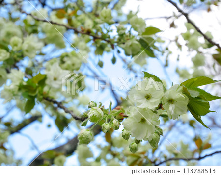 藍天映襯下的綠色櫻花，五井黃櫻 113788513