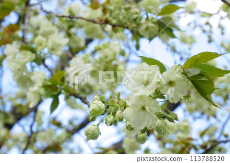 藍天盛開的綠色櫻花五井黃櫻～3:2版 113788520