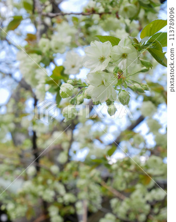 Green cherry blossoms blooming against the blue sky, Goi Kizakura 113789096