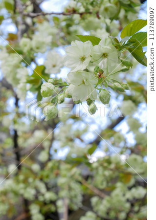 Green cherry blossoms blooming in the blue sky, Goi Kizakura ~3:2 version 113789097