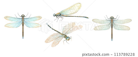Watercolor dragonfly set. Multicolored abstract flying insects. Damselflies with golden wings. Watercolor illustration for wedding invitations, birthday cards, greetings. 113789228