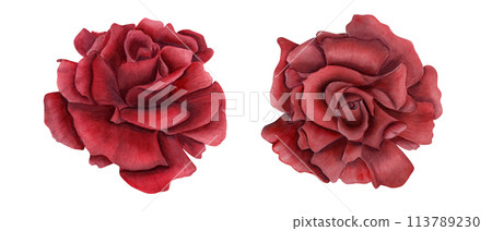 Open deep red rose flowers. Top view. Floral symbol of love. Two ruby flower heads. Watercolor illustration of realistic garden plant. As decorative element for wedding arrangement, greeting 113789230