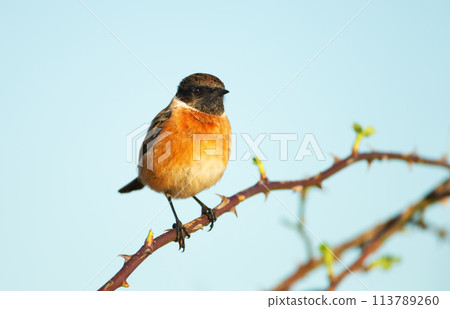 European stonechat perching on a tree branch in spring European stonechat perching on a tree branch in spring 113789260