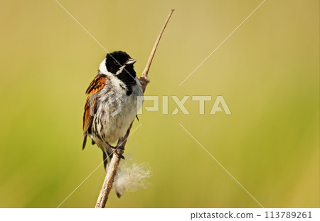 Common reed bunting perched on a reed Common reed bunting perched on a reed 113789261