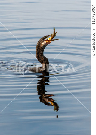 Anhinga - Anhinga anhinga - swallowing large fish it has just speared, Anhinga - Anhinga anhinga - swallowing large fish it has just speared, 113789804