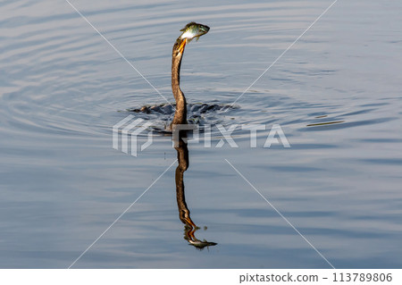 Anhinga - Anhinga anhinga - swallowing large fish it has just speared, 113789806