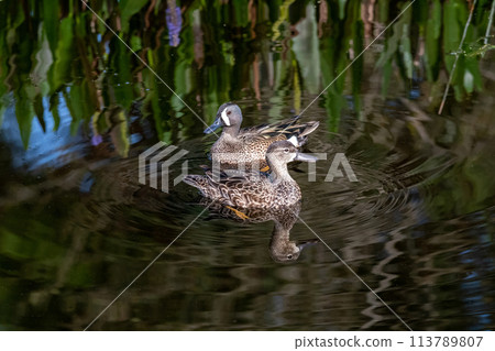 Mating pair of Blue-winged Teal - Anas discors - foraging in shallow water. 113789807