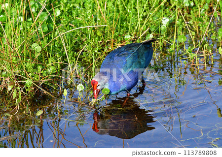 Wading Gray-headed Swamphen - Porphyrio poliocephalus - in Green Cay wetlands. Wading Gray-headed Swamphen - Porphyrio poliocephalus - in Green Cay wetlands. 113789808