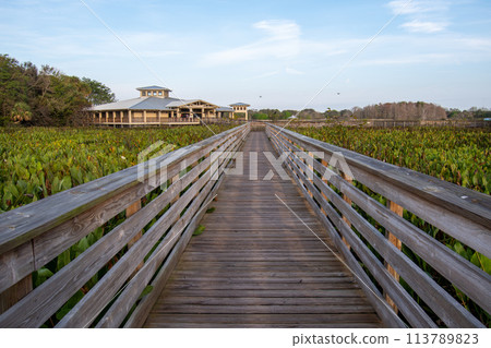 Boardwalk and sunrise cloudscape over wetlands of Green Cay Nature Center. 113789823