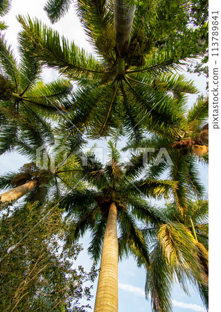 Royal Palm canopy over constructed wetlands of Green Cay Nature Center. 113789841