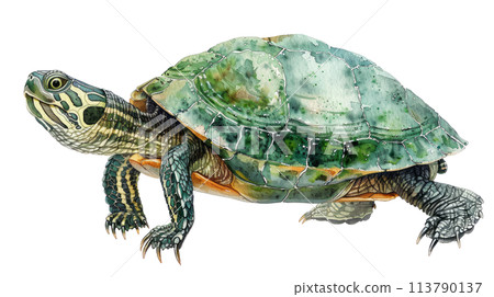 An enchanting watercolor illustration of a small turtle, its green shell and tiny feet painted 113790137