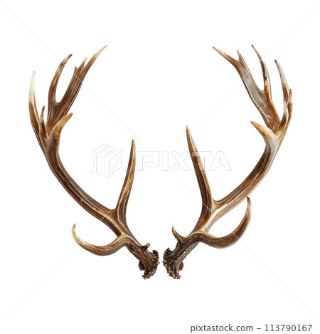 Pair of Antlers on White Background 113790167