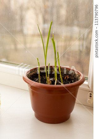 shoots of a green plant in a pot on the windowsill 113790796