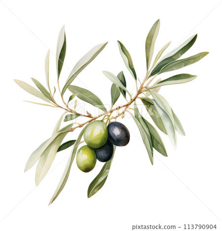 Hand drawn watercolor painting of olive branch. Hand drawn watercolor painting of olive branch. 113790904
