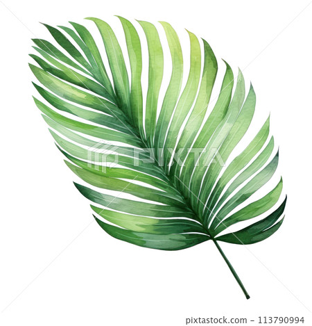 Hand drawn watercolor painting of propical palm leaf 113790994