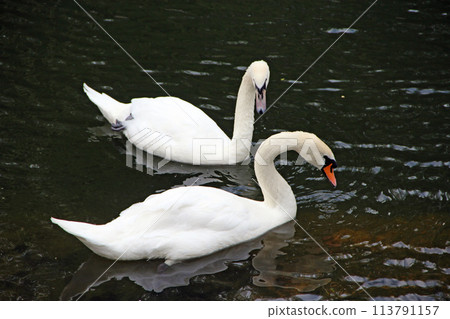 Two swans are swimming on the water. Loyal family 113791157