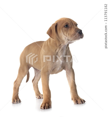 puppy american pit bull terrier with chihuahua puppy american pit bull terrier with chihuahua 113791182