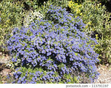 Ceanothus arboreus in a garden Ceanothus arboreus in a garden 113791197