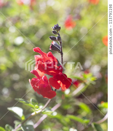 Salvia microphylla in garden Salvia microphylla in garden 113791198