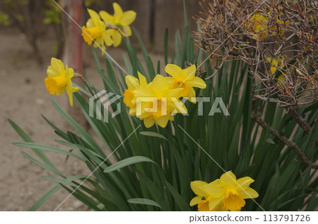 春天花園裡盛開的黃水仙花 113791726