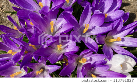 A field of purple crocuses photographed from above A field of purple crocuses photographed from above 113791827