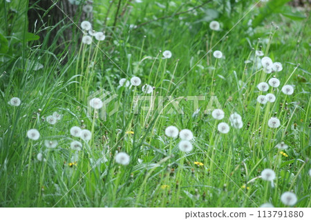 蒲公英在該領域 113791880