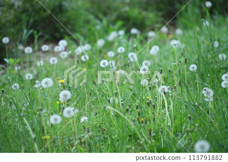 蒲公英成簇生長 113791882