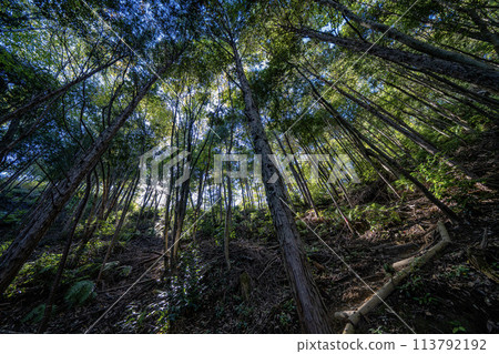 通往岐阜大峽谷展望台的道路 通往岐阜大峽谷展望台的道路 113792192