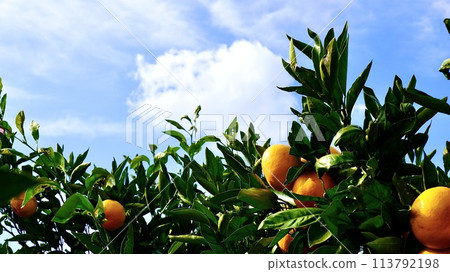 A mandarin orange tree full of autumn flavors in a mandarin orange orchard A mandarin orange tree full of autumn flavors in a mandarin orange orchard 113792198