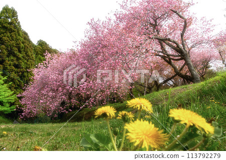 茨城縣中市靜峰故鄉公園重瓣櫻花盛開的春天景色 113792279