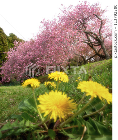 Spring scenery with double cherry blossoms in bloom at Shizumine Furusato Park in Naka City, Ibaraki Prefecture Spring scenery with double cherry blossoms in bloom at Shizumine Furusato Park in Naka City, Ibaraki Prefecture 113792280