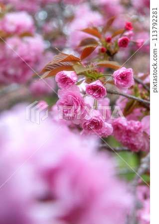 Spring scenery with double cherry blossoms in bloom at Shizumine Furusato Park in Naka City, Ibaraki Prefecture Spring scenery with double cherry blossoms in bloom at Shizumine Furusato Park in Naka City, Ibaraki Prefecture 113792281