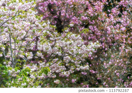 Spring scenery with double cherry blossoms in bloom at Shizumine Furusato Park in Naka City, Ibaraki Prefecture Spring scenery with double cherry blossoms in bloom at Shizumine Furusato Park in Naka City, Ibaraki Prefecture 113792287
