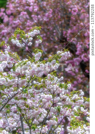 Spring scenery with double cherry blossoms in bloom at Shizumine Furusato Park in Naka City, Ibaraki Prefecture 113792288