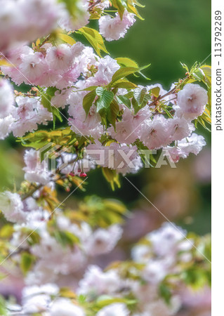 Spring scenery with double cherry blossoms in bloom at Shizumine Furusato Park in Naka City, Ibaraki Prefecture Spring scenery with double cherry blossoms in bloom at Shizumine Furusato Park in Naka City, Ibaraki Prefecture 113792289