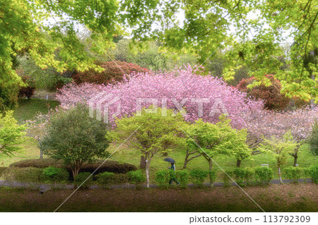 茨城縣中市靜峰故鄉公園重瓣櫻花盛開的春天景色 茨城縣中市靜峰故鄉公園重瓣櫻花盛開的春天景色 113792309